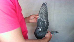Pigeon image