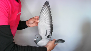 Pigeon image