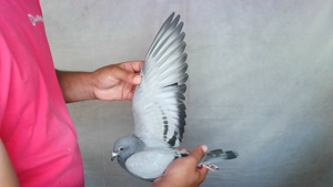 Pigeon image