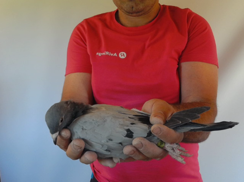 Pigeon image