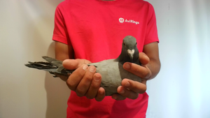 Pigeon image