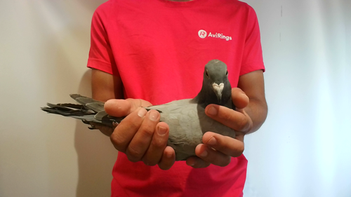 Pigeon image