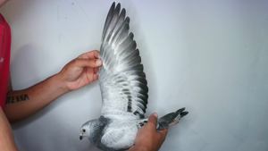Pigeon image