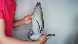 Pigeon image