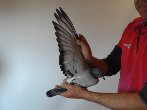Pigeon image