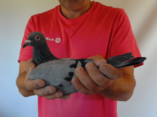 Pigeon image