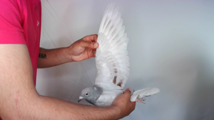 Pigeon image