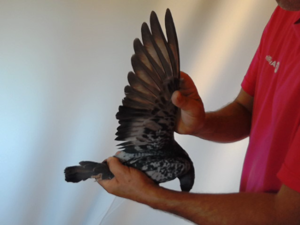 Pigeon image