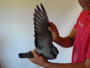 Pigeon image