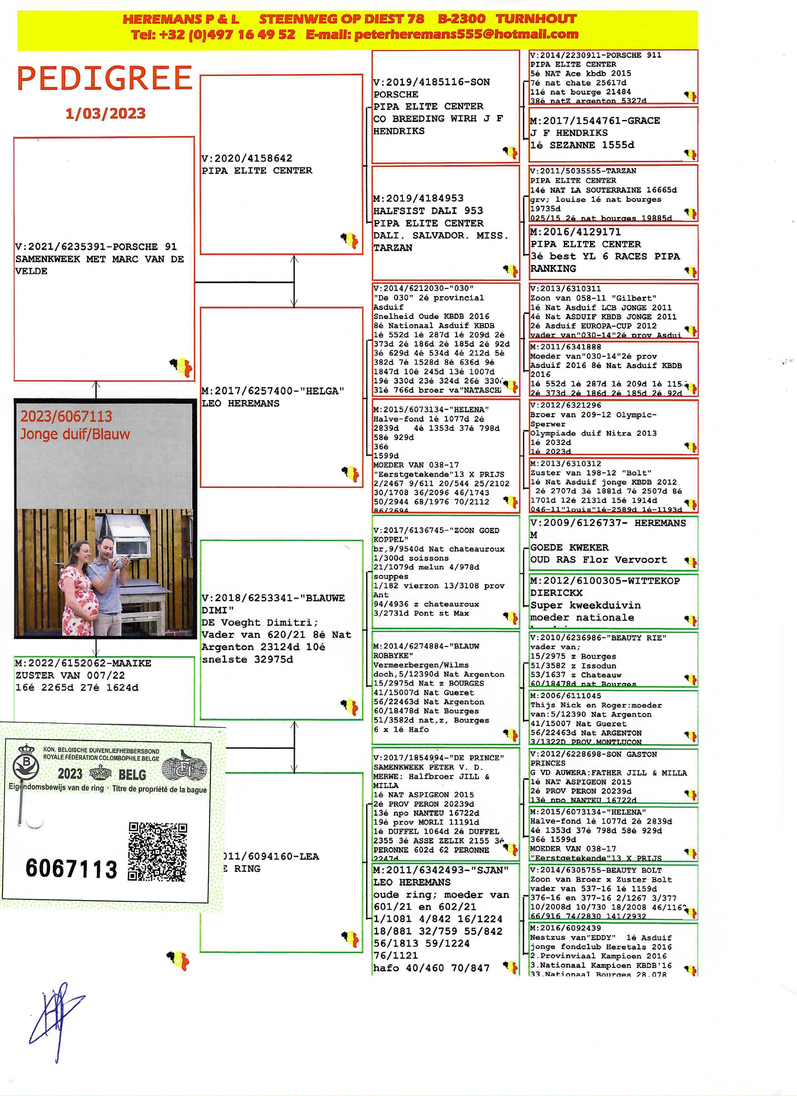 Pigeon pedigree image