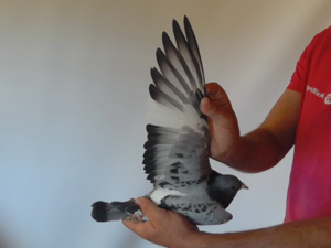 Pigeon image