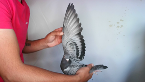 Pigeon image