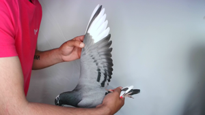 Pigeon image