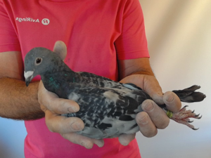 Pigeon image