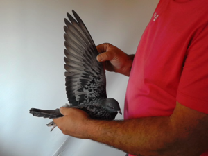 Pigeon image