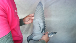 Pigeon image