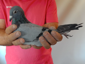 Pigeon image