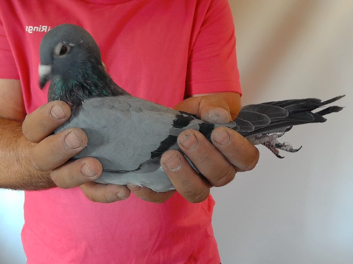 Pigeon image