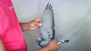 Pigeon image