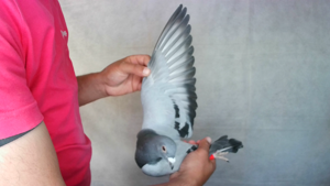 Pigeon image