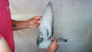 Pigeon image