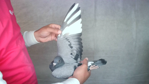 Pigeon image