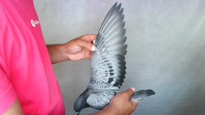 Pigeon image