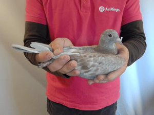 Pigeon image