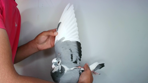 Pigeon image
