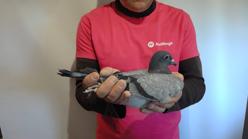 Pigeon image