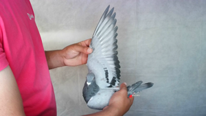 Pigeon image