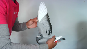 Pigeon image