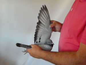 Pigeon image