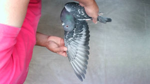 Pigeon image