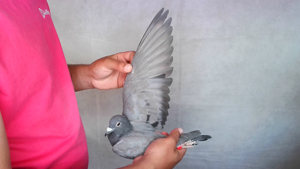 Pigeon image