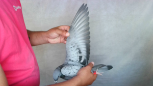 Pigeon image