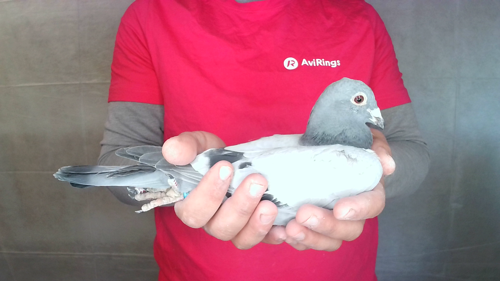 Pigeon image