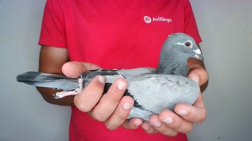 Pigeon image