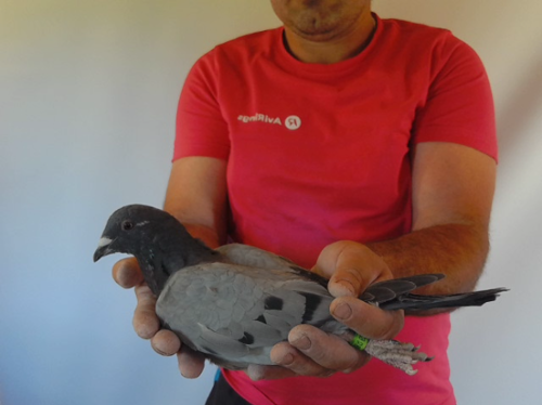 Pigeon image