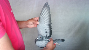 Pigeon image