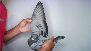 Pigeon image