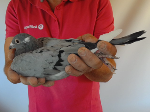 Pigeon image