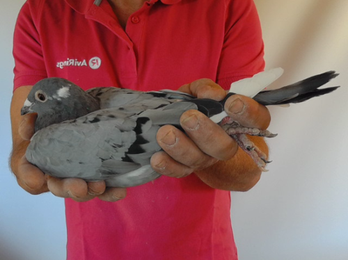 Pigeon image