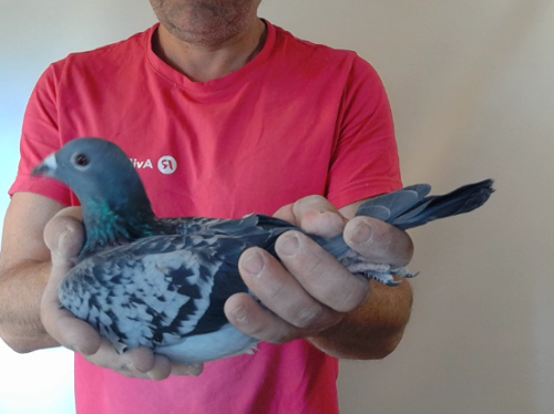 Pigeon image