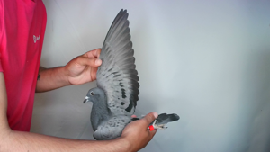 Pigeon image