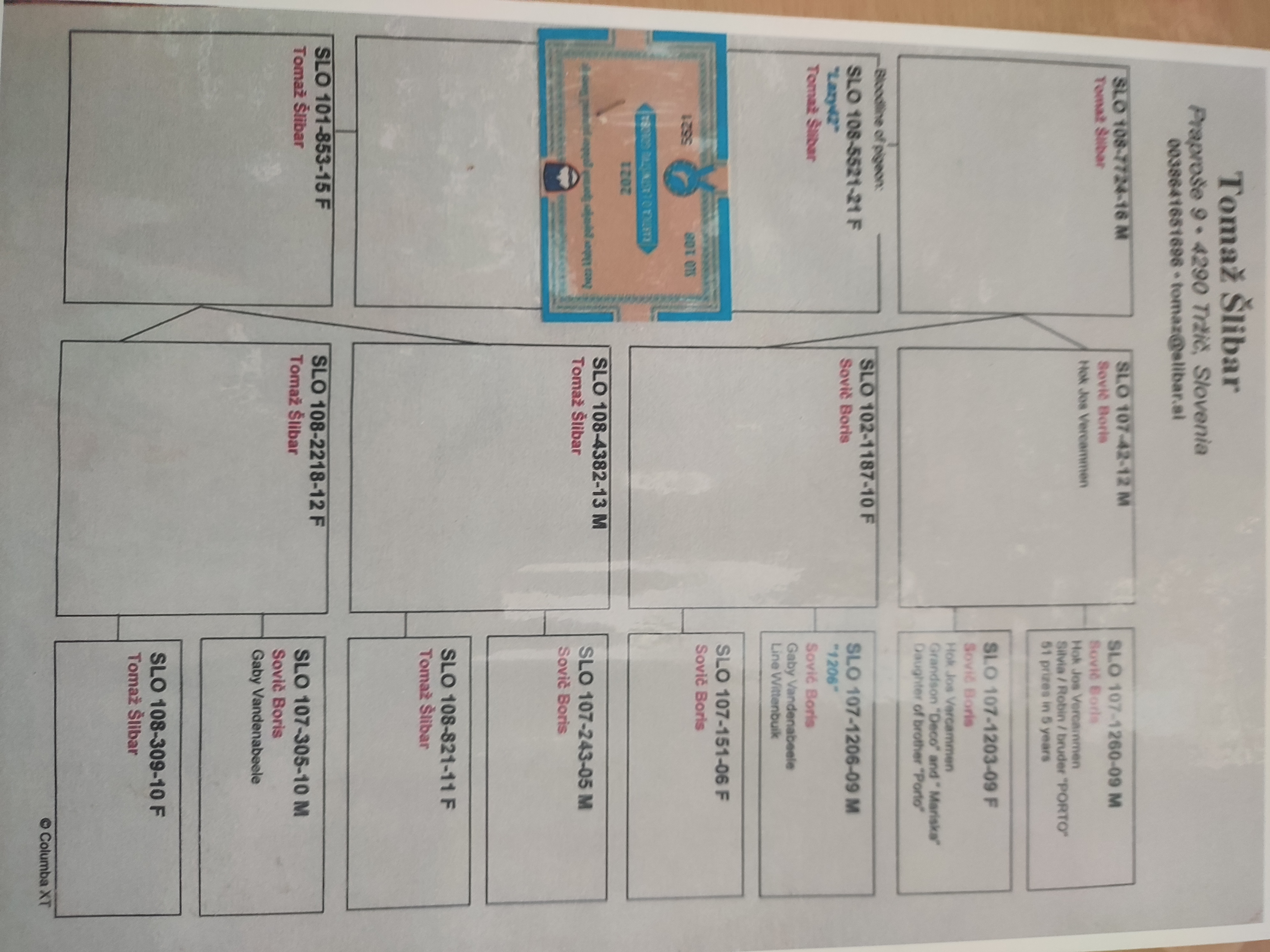 Pigeon pedigree image
