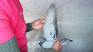 Pigeon image