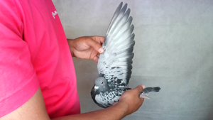 Pigeon image