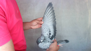 Pigeon image
