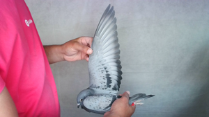 Pigeon image